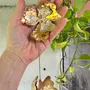 Objets de décoration - Alchemilla Aura - Attrape-soleil en Cristal Fait Main - CÂPÂ JEWELRY