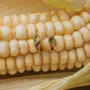 Jewelry - Aba Corn Stud Earrings - CÂPÂ JEWELRY