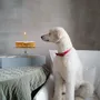 Decorative objects - PET Birthday Candles - OVO THINGS