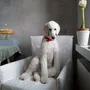 Decorative objects - PET Birthday Candles - OVO THINGS