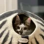 Rugs - Cat Cocoon, Cat Cave, Cat Sleeping, Cat Sleeping, Cat Basket, Igloo, Cat House, Bed, Cabin, Cat House - COCOON PARIS