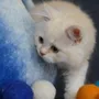 Pet accessories - Jouets pour chats - COCOON PARIS