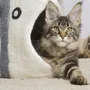 Design objects - Cat basket, cat bedding, sleeping bag for cats, cat cave, cat bed, children's room storage, storage. - COCOON PARIS