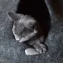 Tapis - Cocon pour chat et chien en laine feutrée fait main. - COCOON PARIS