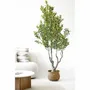 Décorations florales - Olivier, arbre artificiel, vert, H : 220 cm - HOUSE NORDIC