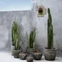 Miroirs - Le Cactus Shell Miroir - Blanc - BAZAR BIZAR LIVING