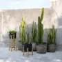 Flower pots - The Charcoal Low - Black Natural - S - BAZAR BIZAR LIVING