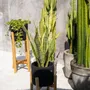 Flower pots - The Charcoal Low - Black Natural - S - BAZAR BIZAR LIVING