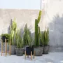 Flower pots - The Charcoal High - Black Natural - L - BAZAR BIZAR LIVING