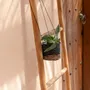 Flower pots - The Banana Plant Hanger - Natural Black - S - BAZAR BIZAR LIVING