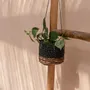 Flower pots - The Banana Plant Hanger - Natural Black - S - BAZAR BIZAR LIVING