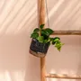 Flower pots - The Banana Plant Hanger - Natural Black - S - BAZAR BIZAR LIVING