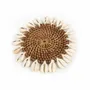 Placemats - The Colonial Shell Coaster - Natural Brown - BAZAR BIZAR LIVING
