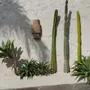 Wall lamps - The Ohana Wall Applique - Natural - BAZAR BIZAR LIVING