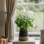 Flower pots - The Moss Conical Planter - Concrete Green - M - BAZAR BIZAR LIVING