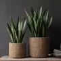 Flower pots - The RattanRock Planter - Natural - XL - BAZAR BIZAR LIVING