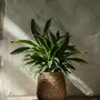 Pots de fleurs - Le Cache-Pot Fake Braided - Naturel - L - BAZAR BIZAR LIVING