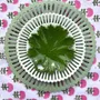 Everyday plates - Feuille de vigne plate - BOURG-JOLY MALICORNE
