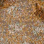 Rugs - Enora Rug Naturel 120 X 170 X 1 - MAISON VIVARAISE - SDE VIVARAISE WINKLER