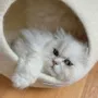 Rugs - Cat Cocoon, Cat Cave, Cat Sleeping, Cat Sleeping, Cat Basket, Igloo, Cat House, Bed, Cabin, Cat House - COCOON PARIS