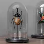 Objets de décoration - Curieux Spécimens - ATELIERS DAVOY