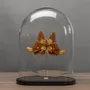 Objets de décoration - Curieux Spécimens - ATELIERS DAVOY