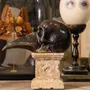 Objets de décoration - Curieux Spécimens - ATELIERS DAVOY