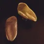 Buffets - Bouton/patère La Ruche - EVAANNA