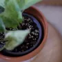 Vases - Pot de fleur, cache-pot Merci pour tout ce que tu as semé - JOLI POT