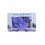 Diffuseurs de parfums - BOITE À SENTEUR NOËL PAR 72 - NATURE & BOTANIC