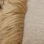 Objets de décoration - Lit Mérinos en peau de mouton pour chiens et chats — B2B - PROVELLUS SHEEPSKIN PRODUCER
