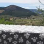 Fabrics - Zampa pet blanket - SOFIA TOSCANO