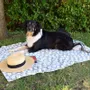 Fabrics - Zampa pet blanket - SOFIA TOSCANO