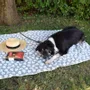 Fabrics - Zampa pet blanket - SOFIA TOSCANO