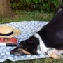 Fabrics - Zampa pet blanket - SOFIA TOSCANO