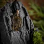 Jewelry - Bog Oak & Gold-Tone Leaf Pendant – Rectangle – Luminous – star dust - GLASS4CANDLES