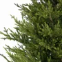 Aménagements pour bureau - SAMI MOUNTAIN SPRUCE - Sapin de Noël préformé d'aspect naturel - VAN DER GUCHT, SINCE 1870