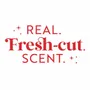 Home fragrances - SCENTSICLES Spiced Pine Cones - ScentMister Scented Spray - VAN DER GUCHT, SINCE 1870