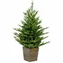 Aménagements pour bureau - NORDMANN - Sapin d'entrée naturel avec lumières et pot en bois - VAN DER GUCHT, SINCE 1870