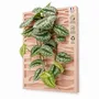 Objets de décoration - Tableau végétal design - plantes vivantes - Sand 60x40 - ARTENA VEGETAL