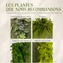 Objets de décoration - Tableau végétal design - plantes vivantes - Retro 60x40 - ARTENA VEGETAL