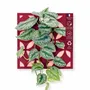 Solutions acoustiques - Tableau végétal design - plantes vivantes - Retro rouge 40x40 - ARTENA VEGETAL