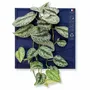 Solutions acoustiques - Tableau végétal design - plantes vivantes - WAVE 40x40 - ARTENA VEGETAL