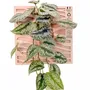 Objets de décoration - Tableau végétal design - plantes vivantes - Sand 40x40 - ARTENA VEGETAL