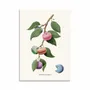 Card shop - Art-Card - Macaron plant - Jonas Loose - WALL EDITIONS
