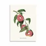 Carterie - Carte 10,5 x 14,8 cm - Donut Plant - Jonas Loose - WALL EDITIONS