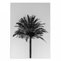 Poster - Art-Poster - Palm_003 - Pictufy Studio III - WALL EDITIONS