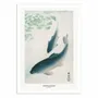 Affiches - Affiche - Carp Or Koi - Pictufy - WALL EDITIONS