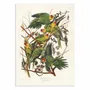 Affiches - Affiche - Carolina Parrot From Birds of America (1827) - John James Audubon - WALL EDITIONS