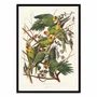 Affiches - Affiche - Carolina Parrot From Birds of America (1827) - John James Audubon - WALL EDITIONS
